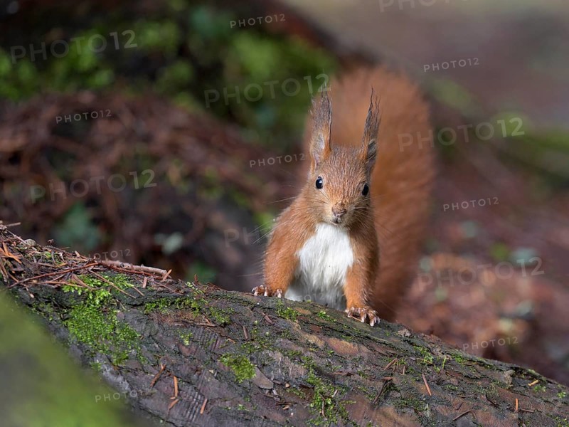 Eurasian red squirrel (Sciurus vulgaris), on tree trunk, Rosensteinpark, Stuttgart, Baden-Württemberg, Germany, Europe