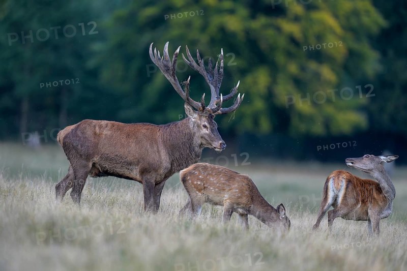 Red deer (Cervus elaphus), with mud in antlers standing in a meadow with adult and calf, rutting, Zealand, Denmark, Europe