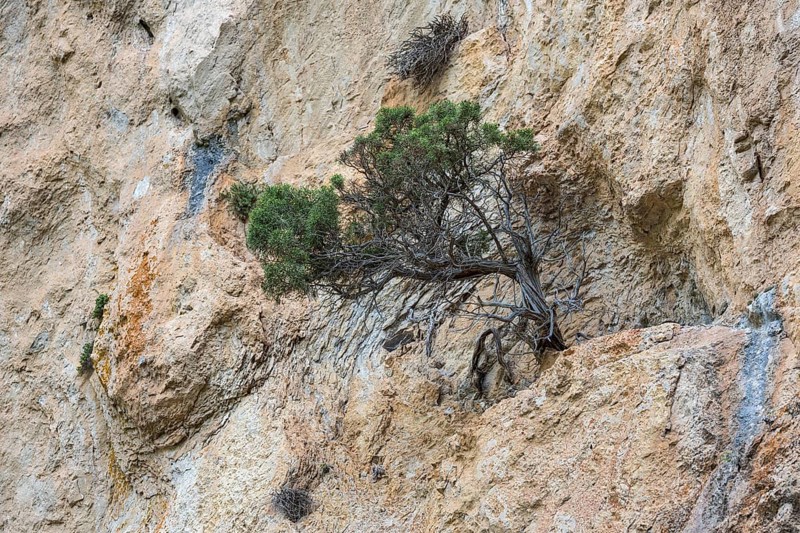 Mountain pine (Pinus mugo) growing in rock face, Trevans gorge, Gorges de Trévans, near Estoublon, Alpes-de-Haute-Provence, Provence, France, Europe