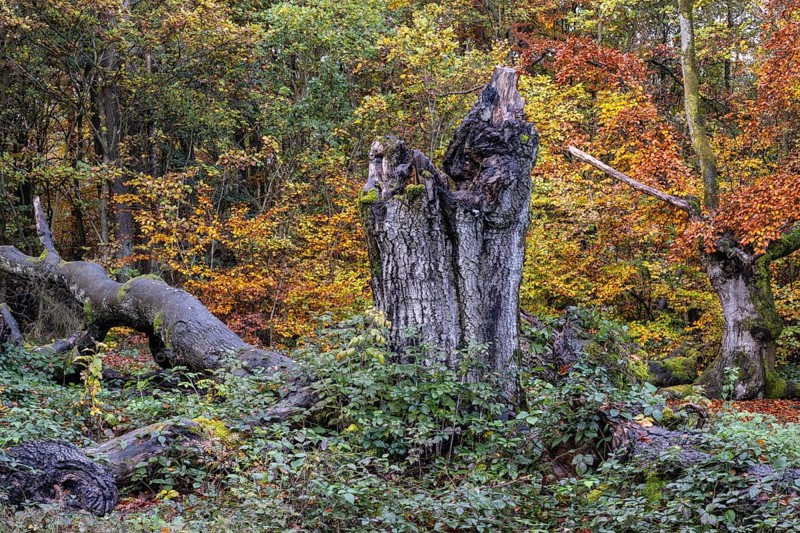 Old copper beeches (Fagus sylvatica) in the Hutewald Halloh, Hesse, Lower Saxony
