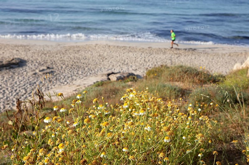 Camomile blossom by the wayside, behind a jogger on the beach, Camí de Cavalls, Menorca, Balearic Islands, Spain, Europe