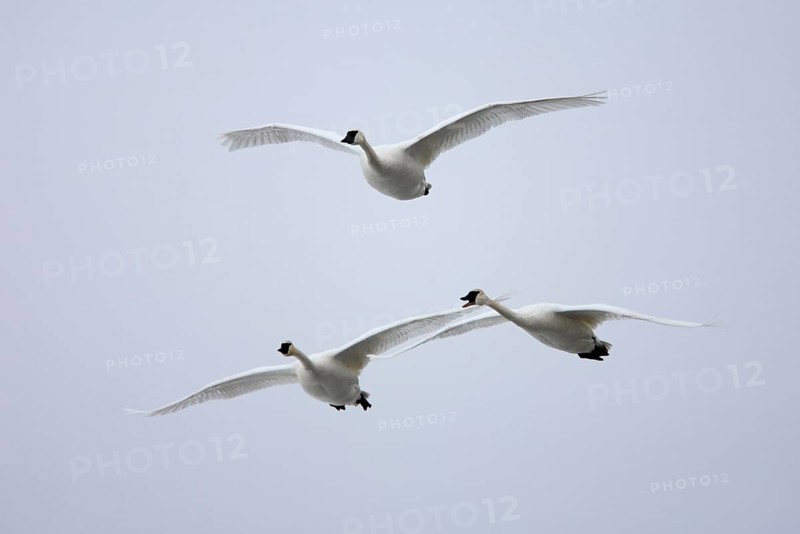 Trumpeter swans (Cygnus buccinator), Minnesota, releasable, USA, North America