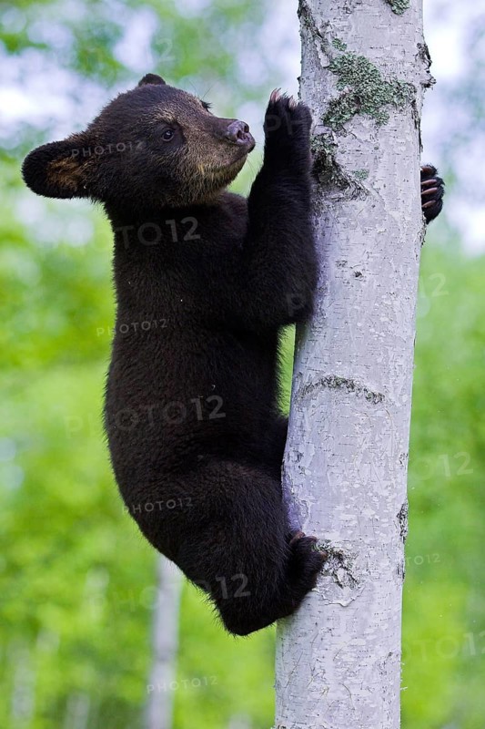 American Black Bear (Ursus americanus), young climbing American Black Bear