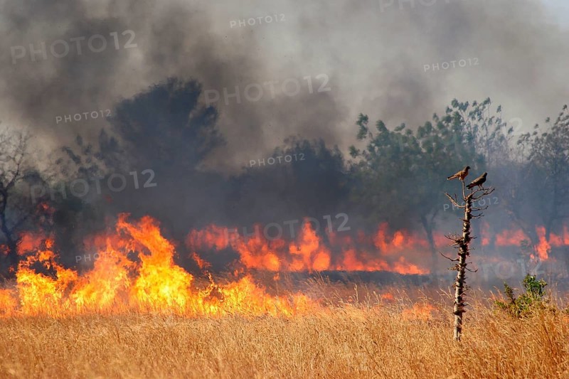 Slash-and-burn, controlled burning of grasslands in the Sahel, Ghana, West Africa, Africa