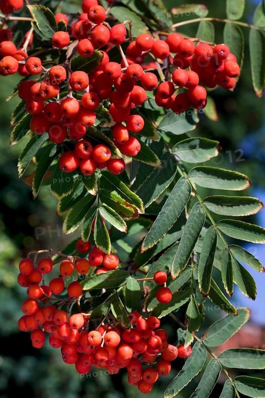 European european rowan (Sorbus aucuparia) with leaves and red berries