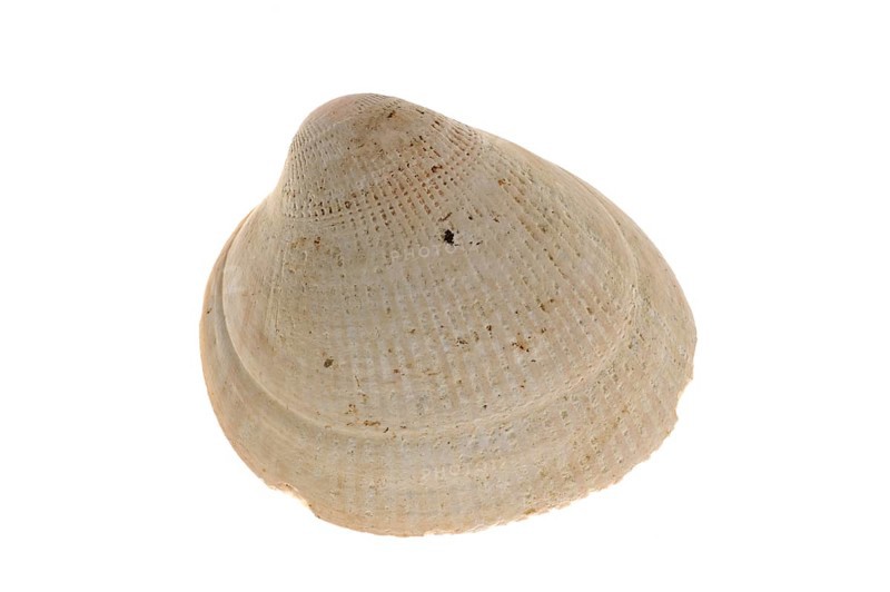 Norwegian egg cockle (Laevicardium crassum), Flat-ribbed cockles, Norwegian cockle, Norwegian cockles, Other animals, Shells, Animals, Molluscs, Smooth, Norway cockle shell, Brittany, France, Europe