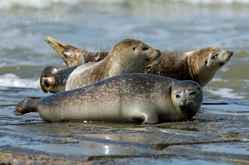 Harbour seal (Phoca vitulina), Common seal, Common seals, Marine mammals, Predators, Seals, Mammals, Animals, Harbour, Common seal juveniles resting on breakwater along the North Sea coast