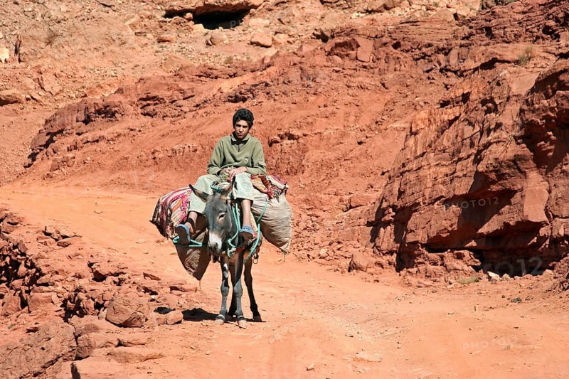 Berber boy riding on a heavily loaded african wild ass (Equus asinus) loaded with goods for the market, Atlas Mountains, Morocco, North Africa, Africa