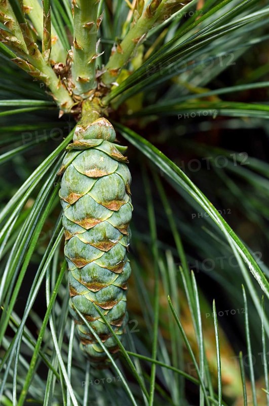 Eastern white pine, northern white pine (Pinus strobus), Weymouth pine, soft pine showing developing cone native to eastern North America