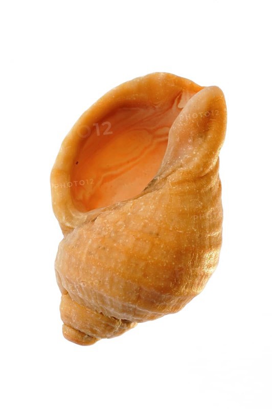 Common whelk (Buccinum undatum), Common whelk, Other animals, Marine snails, Snails, Animals, Molluscs, Common whelk shell on white background
