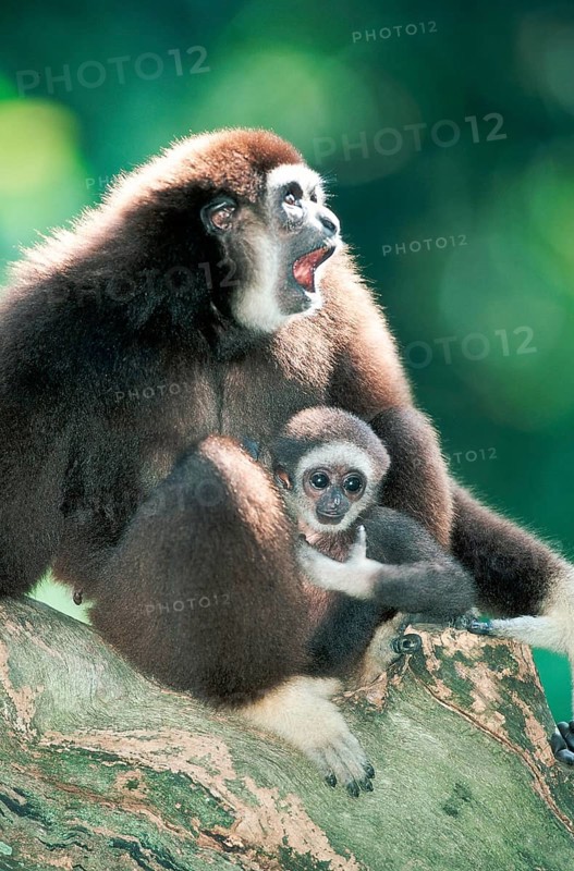 White-handed gibbons (Hylobates lar), female with young