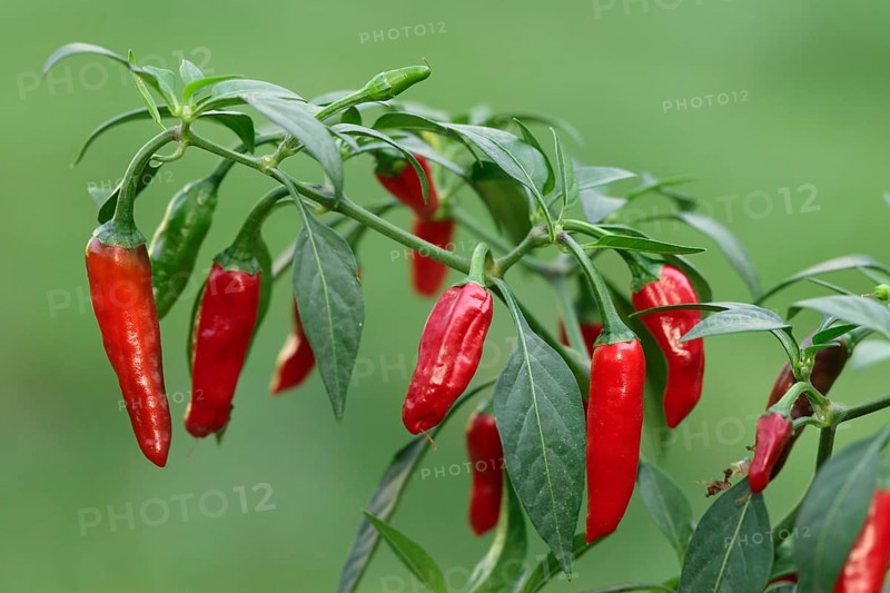 Hot chillies (Capsicum annuum), peppers, pepperoni