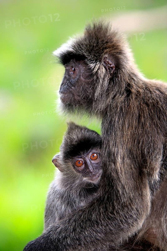 Silver-winged monkey, female with young, Labuk Bay, Sabah, Borneo (Presbytis cristatus), silvery lutung (Trachypithecus cristatus), Malaysia, Asia