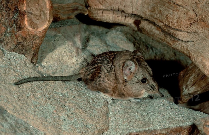 Short-eared Elephant Shrew (Macroscelides probosideus), lateral, side