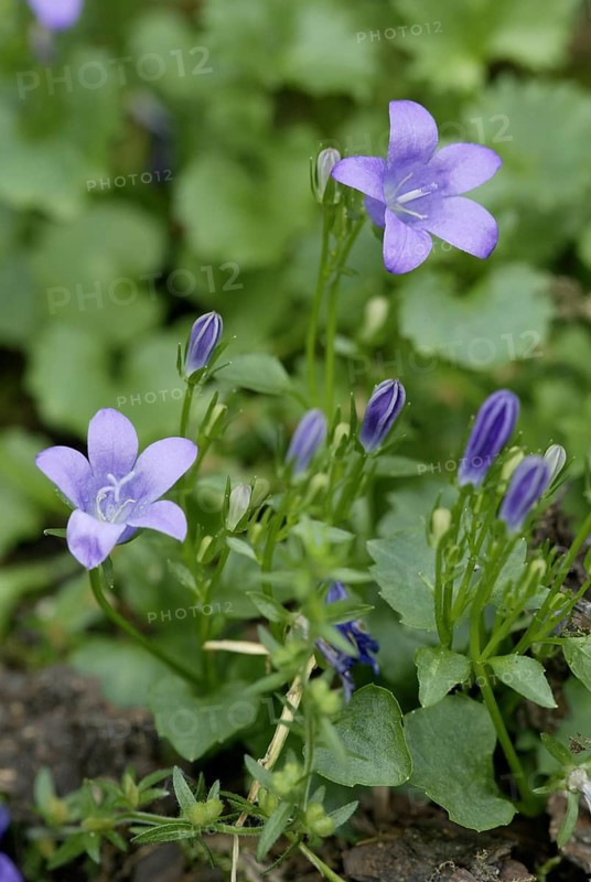 Dalmatian Bellfowers (Campanula portenschlagiana)