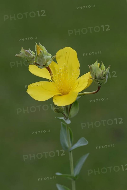 Aaronsbeard rose-of-sharon (Hypericum calycinum)