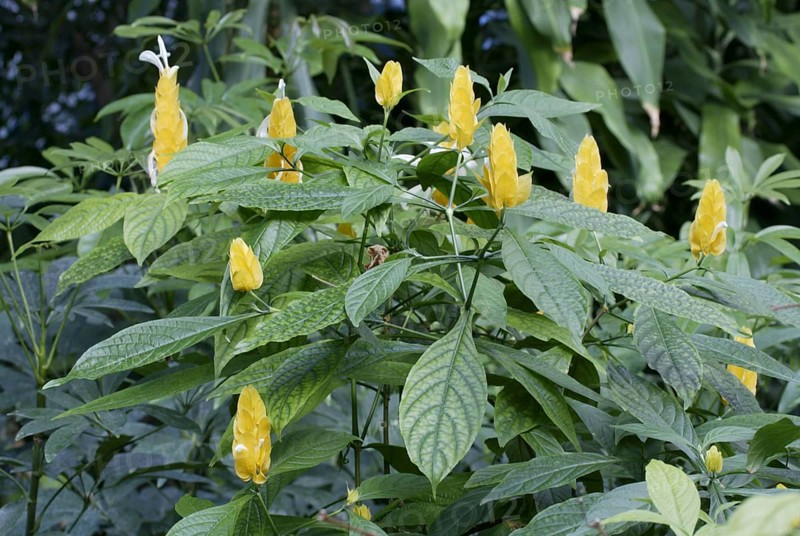 Gelbe Dickaehre (Pachystachys lutea)