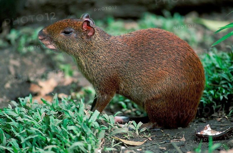 Central American Aguti (Dasyprocta punctatus), lateral view
