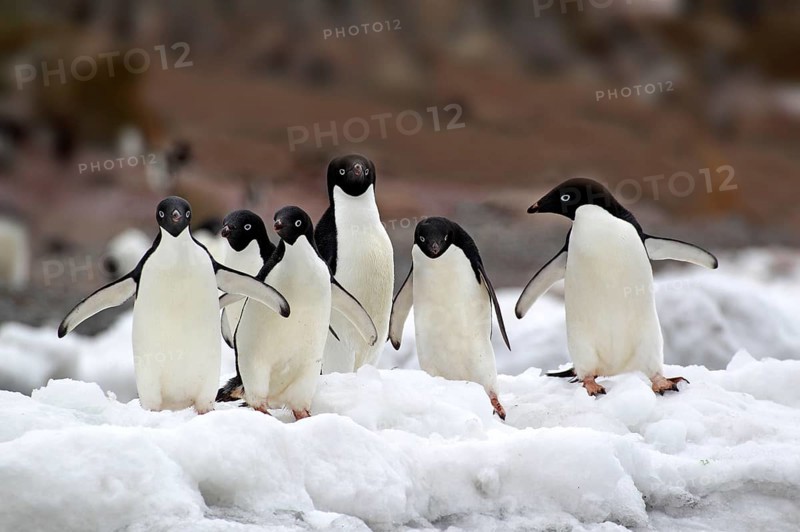 Adelie Penguin (Pygoscelis adeliae), group walking in snow, Antarctica, Half Moon Isalnd, Weddell Sea, Antarctica