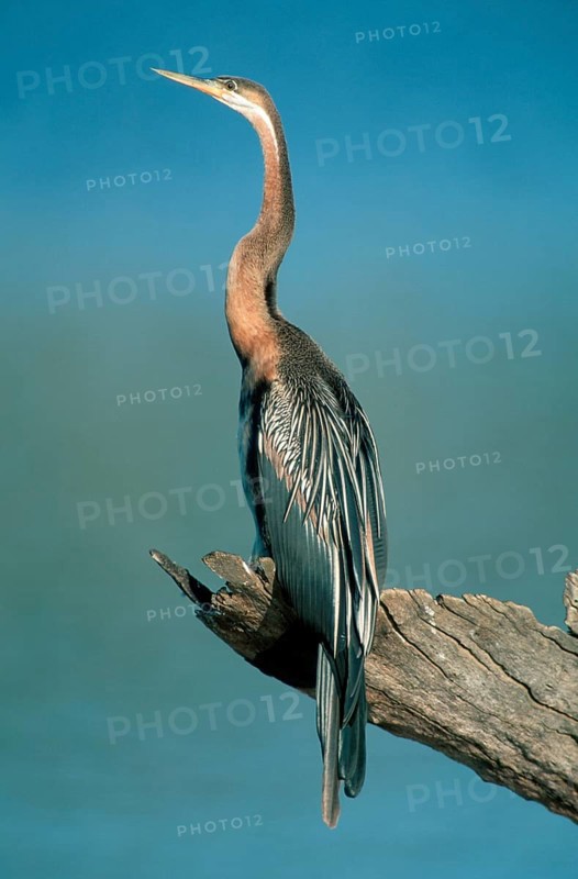 African darter (Anhinga rufa), Pilanesberg Park, South Africa nish darter, animals, bird, birds, outside, outside, side, side, vertical, sitting, sitting, adult