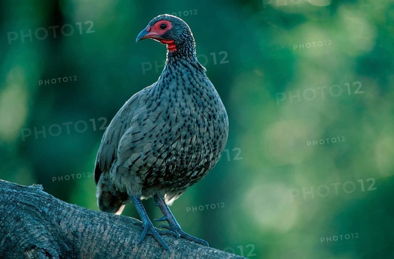 Swainson's Francolin (Francolinus swainsonii), Pilanesberg National Park, South Africa, swainson's spurfowl, Pilanesberg National Park, Africa