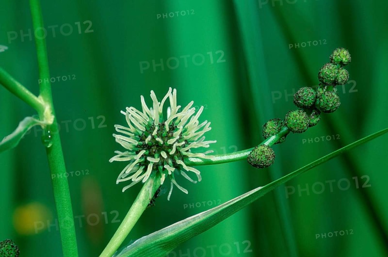 Branched Bur-reed (Sparganium erectum), Germany, Europe
