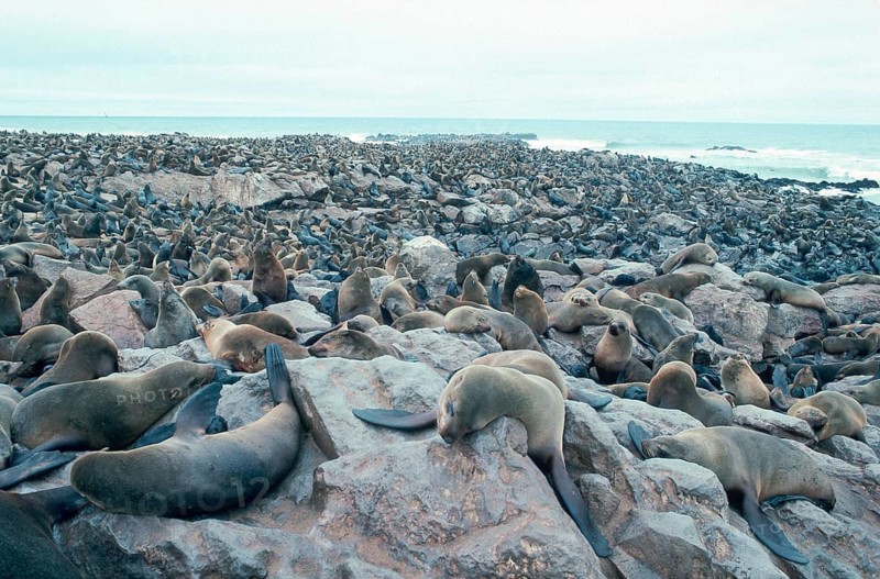 South African Fur Seal colony (mammals) (animals) (predators) (beasts of prey) (seals) (outdoor) (beach) (landscape) (horizontal) (adult) (group) (Cape Cross) (Namibia (Arctocephalus pusillus), South African Fur Seal Colony, Namibia, Africa