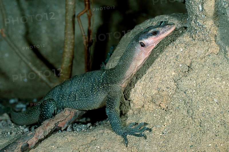 Peach-throated Monitor (Varanus jobiensis), Sepik-Waran