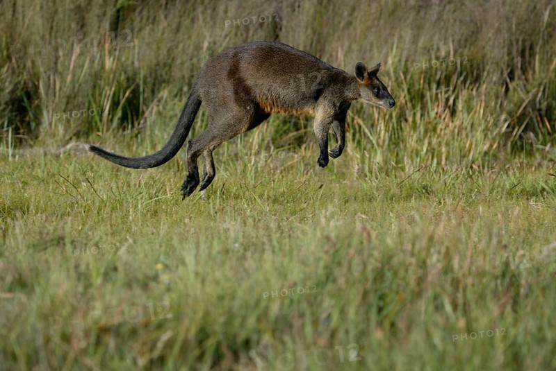 Swamp Wallaby (Wallabia bicolor), Sumpfwallaby, freistellbar