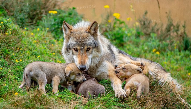 A she-wolf cuddles with her litter of young pups, her kittens, KI Generated