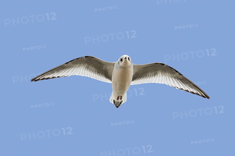 Ross's gull (Rhodostethia rosea) (Hydrocoloeus roseus) flying in non-breeding plumage, native to northernmost North America and northeast Siberia