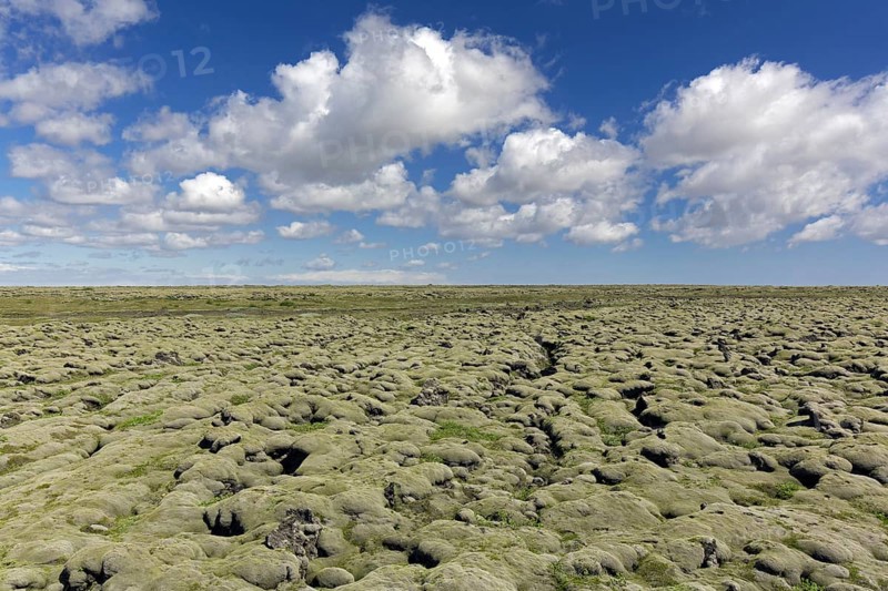 Eldhraun lava field covered in woolly fringemoss (Racomitrium lanuginosum), woolly fringe moss, Sudurland, South Iceland