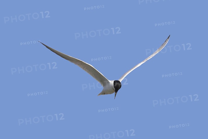 Gull-billed tern (Gelochelidon nilotica) (Sterna nilotica) in flight hovering while hunting for fish against blue sky