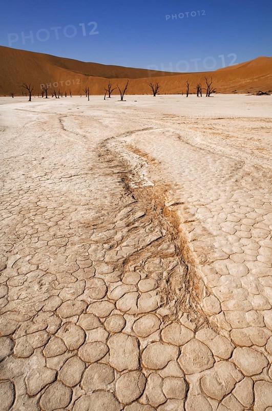 Dead (Acacia erioloba) trees in Deadvlei, Dead Vlei, a white clay pan in the Namib-Naukluft National Park, Namibia, Africa