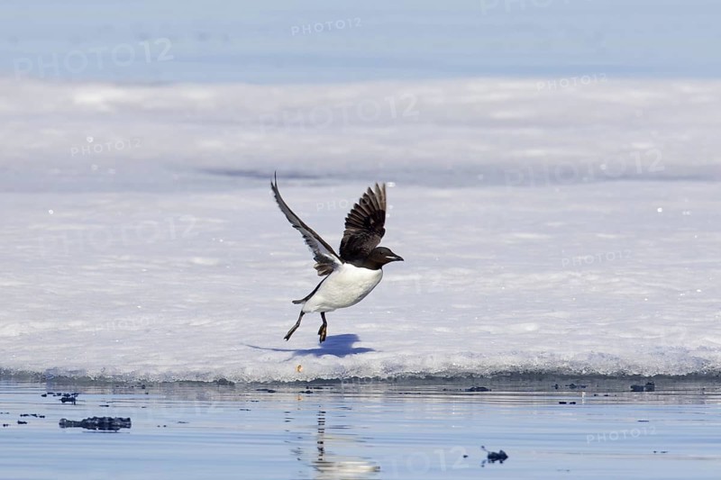 Thick-billed murre (Uria lomvia), Brünnich's guillemot taking off from ice floe, Svalbard, Spitsbergen, Norway, Europe