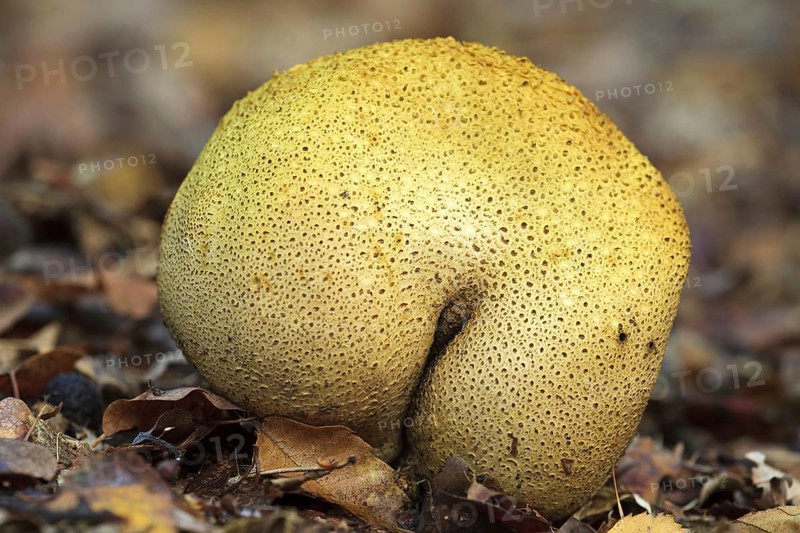 Common earthbal, pigskin poison puffball (Scleroderma citrinum), common earth ball (Scleroderma aurantium)