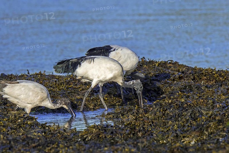 Three African sacred ibises (Threskiornis aethiopicus) introduced species foraging on seaweed covered beach along the Atlantic coast, Brittany, France, Europe