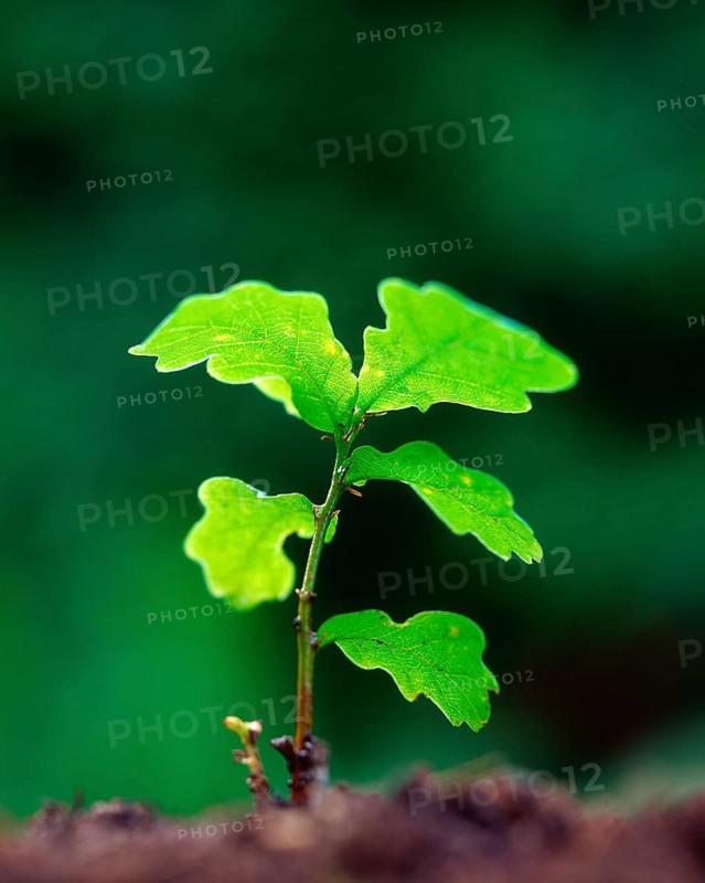Oakssapling (Quercus), oak