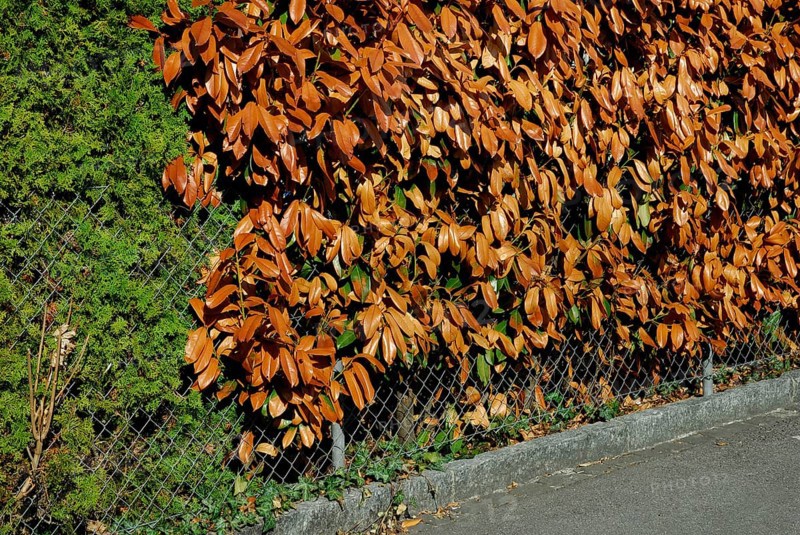 Frozen cherry laurel hedge, frost damage, frost damage, cherry laurel, Cherry laurel (Prunus laurocerasus) , Hedge, Hedges