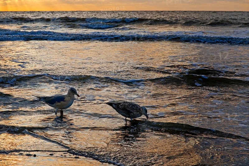 Outgoing tidal fringe in the mudflat landscape with setting sun and seagulls, Norderney Island, North Sea, East Frisia, Lower Saxony, Germany, Europe