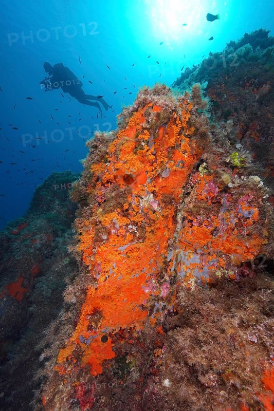Yellow cluster anemone (Parazoanthus axinellae) and orange upholstery sponge (Reniera fulva) in the Mediterranean near Hyères, diver in the background. Backlight. Dive site peninsula Giens, Côte dAzur, France, Europe