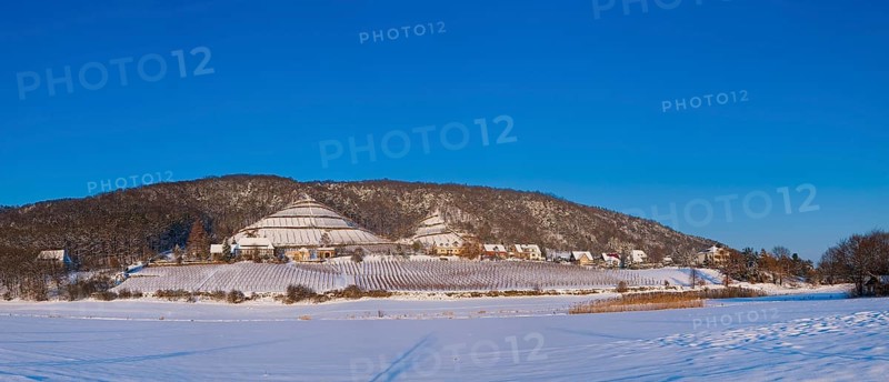 Winter vineyards in Dresden-Pillnitz