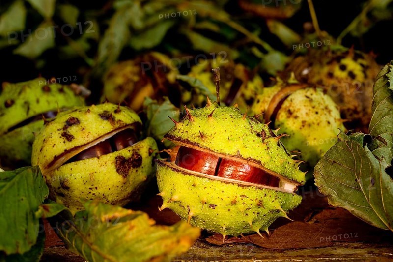 chestnuts