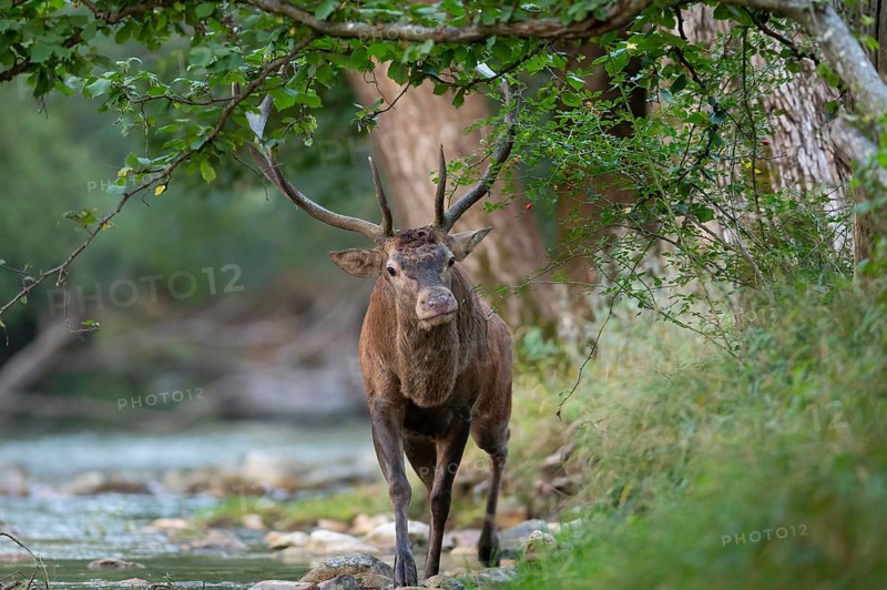 Red deer, red stag, capital mountain deer walks along the edge of the mountain river in the rutting season