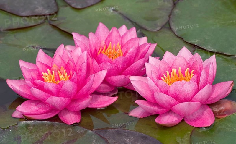 Waterlilies (Nymphaea) and lily pads