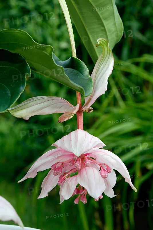 Medinilla, Medinille, Blumen, flowers, Zierpflanzen, ornamental plants, Schwarzmundgewaechse, Melastomataceae (Medinilla magnifica), Philippinen, Philippines, rosa, pink, Hochformat, vertical, Blueten, blossom, bloom, Asia
