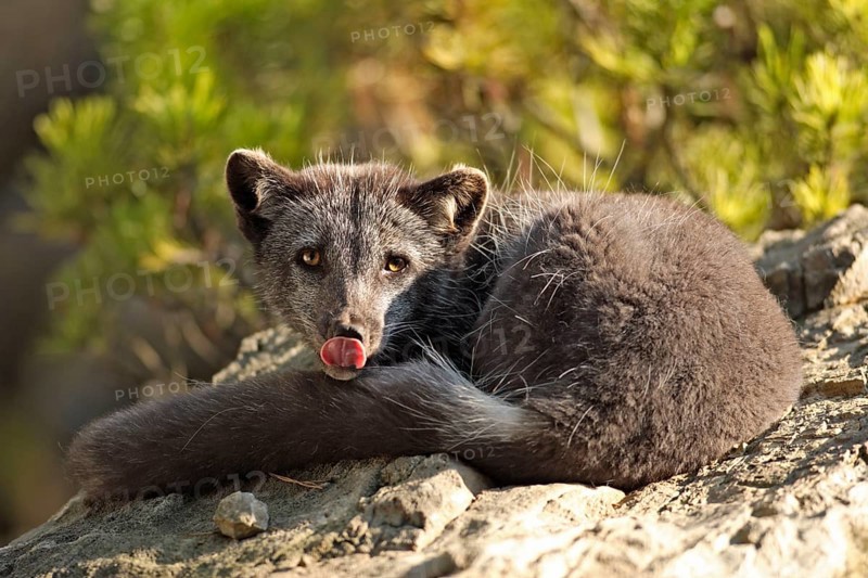 Arctic Fox (Alopex lagopus) (Vulpes lagopus) in summer coat