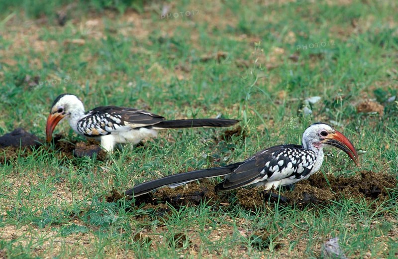 Red-billed hornbills (Tockus erythrorhynchus), Samburu Game Reserve, Red-billed toko, Kenya, Africa
