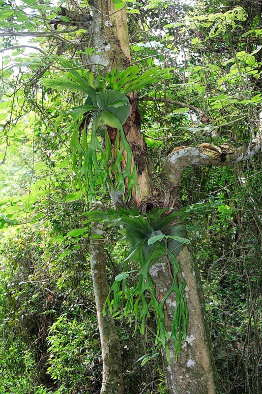 Staghorn fern (Platycerium bifurcatum), elkhorn fern, Australia, Oceania