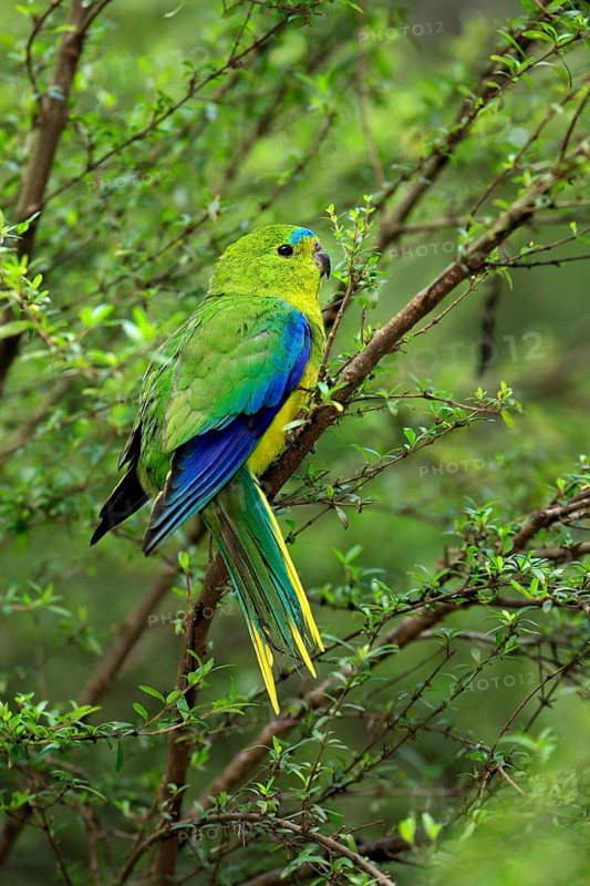 Orange-bellied Parrot (Neophema chrysogaster), Australia, Oceania